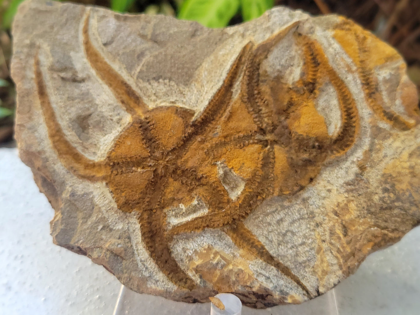 Fossil Sea Stars