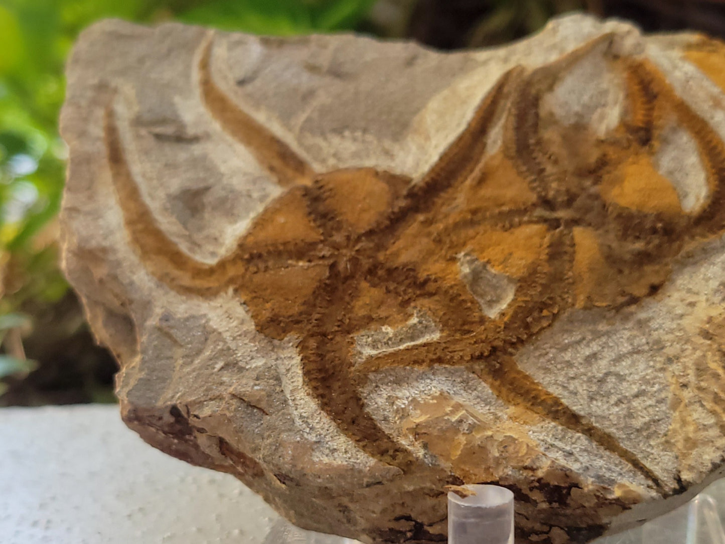 Ordovician Brittle Star Fossil