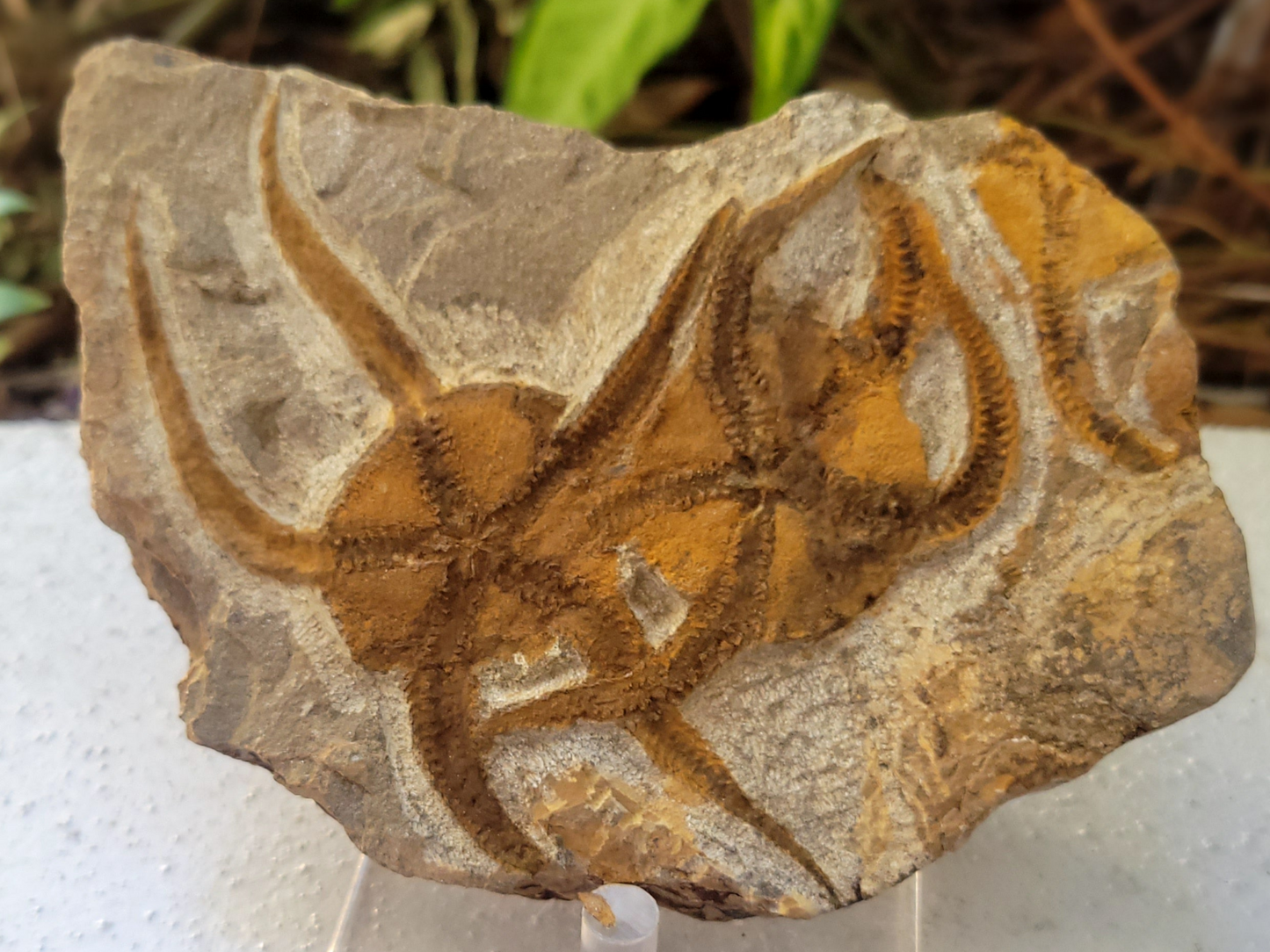 Embracing Echinoderms: Ordovician Brittle Star Fossil Pair from Morocco