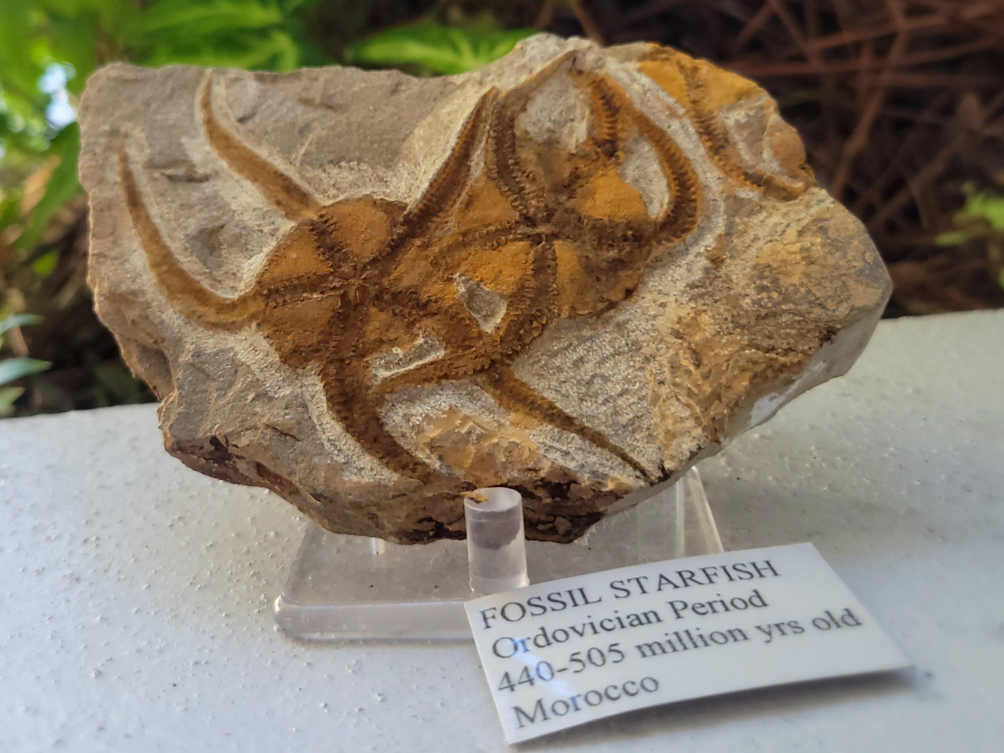 Fossil Starfish